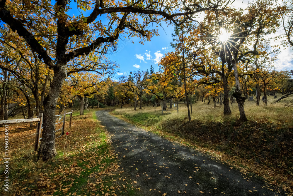 Naklejka premium Autumn Pathway in Sursumcorda Heights, Oregon - A Serene Scenic Walkway