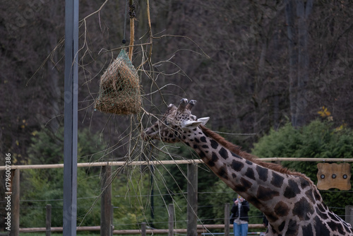 Photography Giraffe feeding from a suspended hay net in a zoo enclosure