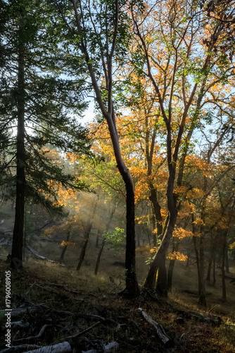 Autumn Bliss in the Grove Woods Trail: A Sunlit Pathway Through a Forest of Colorful Trees