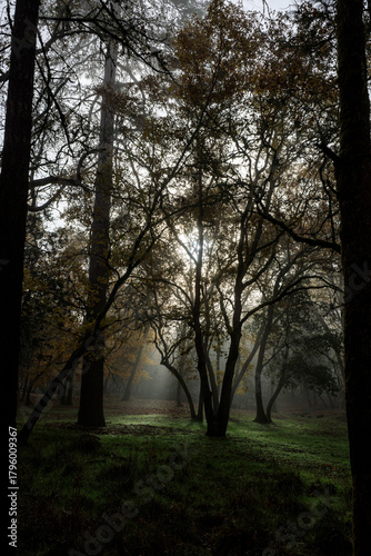 Misty Morning in the Woods of Jacksonville, Oregon
