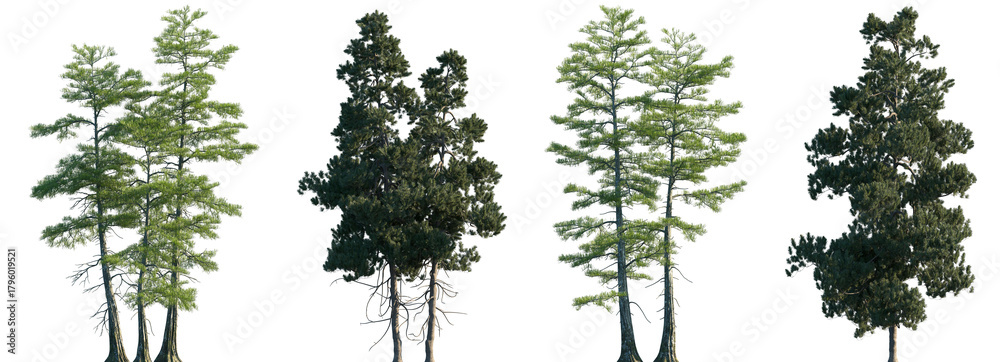 Obraz premium Set of 2 Taxodium ascendens and 2 Pinus cembra frontal set trees isolated png on a transparent background perfectly cutout 
