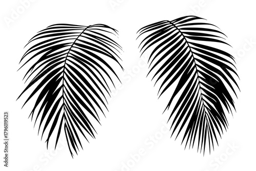 Black Silhouettes Palm Leaves White Background