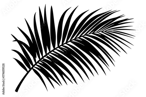 Black Silhouette Palm Frond White Background