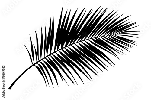 Minimalist Silhouette Elegant Palm Frond