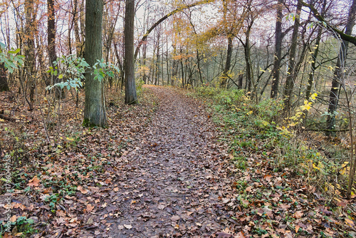 forest roads in the Cybina River valley, view before sunset in autumn