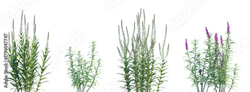 Foto Set of Lysimachia ephemerum and Mexican bush sage (Salvia leucantha) isolated pn