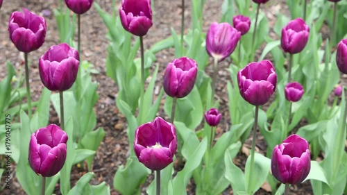 beautiful tulips growing in botanic garden row colorful flower flowering bulbs tulip petals (sign of spring and springtime in brooklyn new york city)