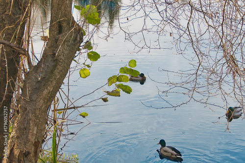 view of the pond in autumn at sunset