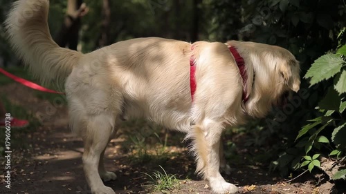Golden Retriever. A Golden Retriever on a red leash walks with its owner outside. A Golden Retriever on a leash in a park, walking area. A Golden Retriever on a leash walking.