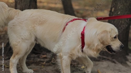 Golden Retriever. A Golden Retriever on a red leash walks with its owner outside. A Golden Retriever on a leash in a park, walking area. A Golden Retriever on a leash walking.