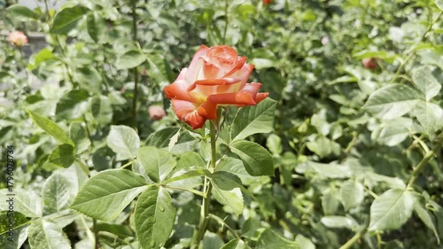 Beautiful Orange Rose Blooms in Vibrant Garden in Mid-Summer