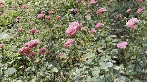 Vibrant Pink Roses Blooming in the Garden on a Sunny Afternoon