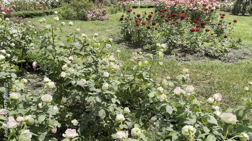 Beautiful Rose Garden in Full Bloom During a Sunny Daytime Stroll