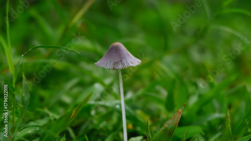 a small umbrella mushroom among wild grass