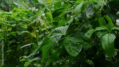 A fresh yardlong bean plant