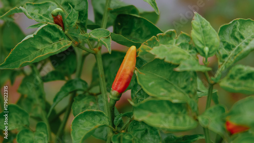 Fresh red chili plant close-up