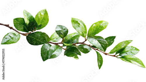 Branch leaves shine bright on a stem against a dark background