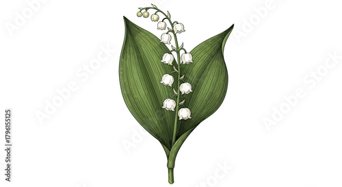 Detailed Lily of the Valley Botanical Illustration: Spring Flower Engraving Vector