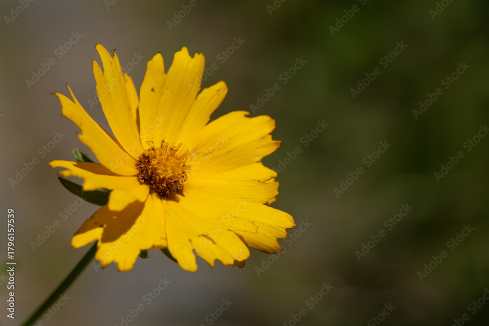 Obraz premium yellow flower on green background