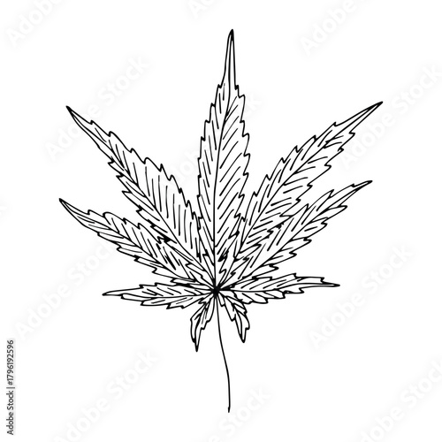 Hand drawn cannabis leaf Medicine marijuana Hemp leaves clipart in doodle style Single element for print, web, design, decor