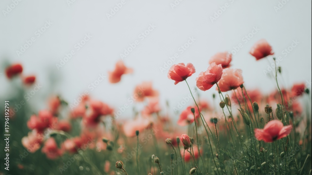 Naklejka premium A serene view of flowers and poppy blooms in spring across a green meadow, glowing with warm sunlight and summer brightness, enhanced by gentle bokeh nature’s soft grass textures in a calm open field