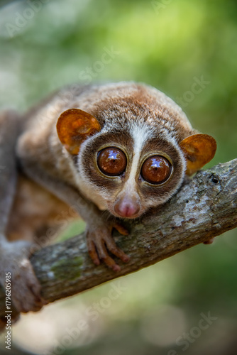 The red slender loris - Loris tardigradus 