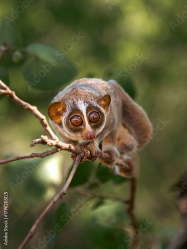The red slender loris - Loris tardigradus 