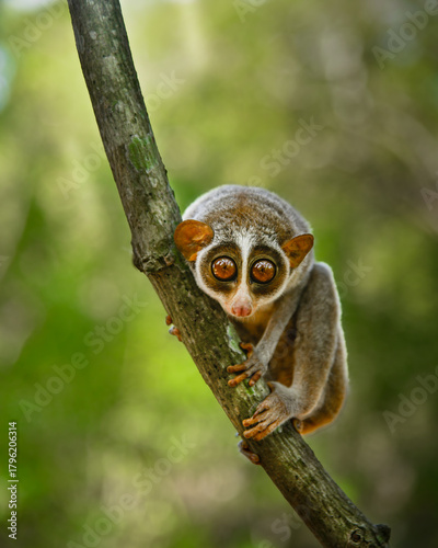 The red slender loris - Loris tardigradus 