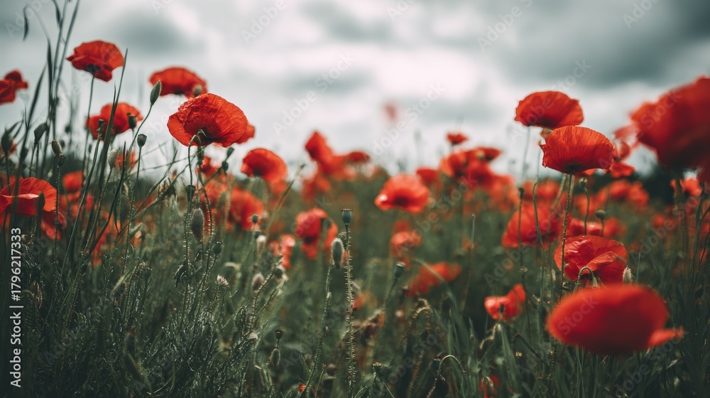 Fototapeta premium A field of vibrant red poppies under gray clouds with green grass in the background, symbolizing remembrance on Memorial Day. The red flowers stand out against the sky, captured in natural light.