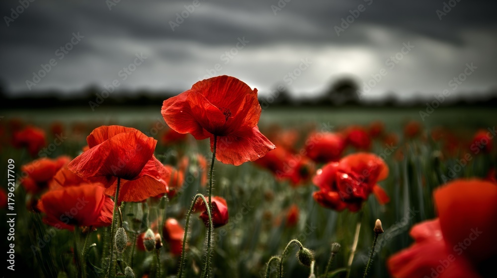 Obraz premium A field of vibrant red poppies under gray clouds with green grass in the background, symbolizing remembrance on Memorial Day. The red flowers stand out against the sky, captured in natural light.