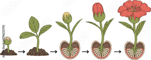 Plant growth stages from seed to flower with soil and root cross section