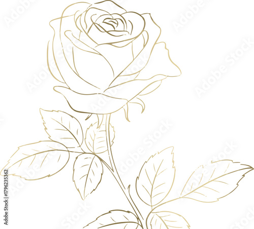 Gold line art rose flower stem floral decorative element illustration