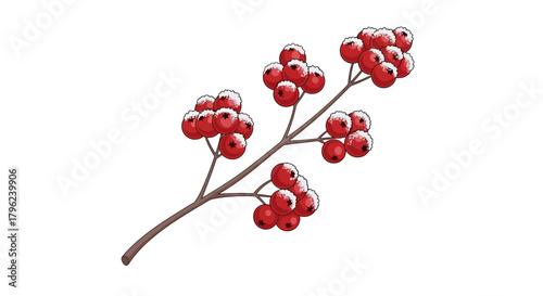 A close-up illustration of a branch with clusters of bright red berries against a white background.
