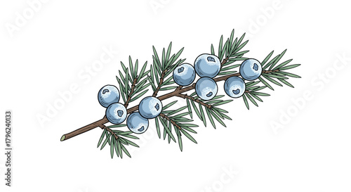 Illustration of a juniper branch with blue berries and green needles on a white background.