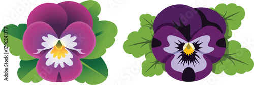 Beautiful pansy flower blossom bloom botany floral decorative garden nature vector