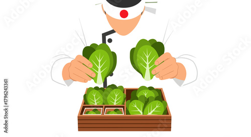 Chef Presenting Fresh Green Lettuce Harvested From Wooden Crates Illustration