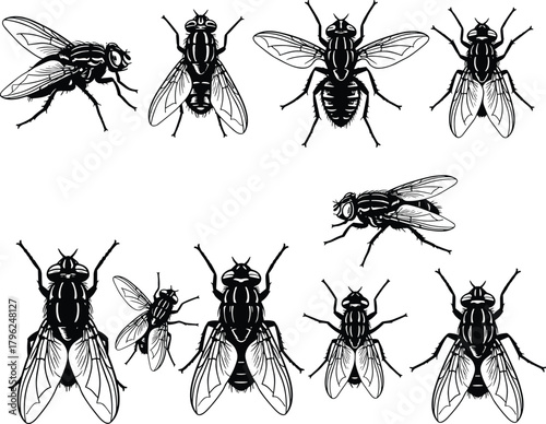 Set of detailed housefly vector illustrations showing various poses, isolated insect drawings for pest control, biology, entomology, and hygiene concepts