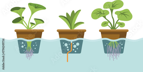 Three hydroponic plants growing in water containers on transparent background