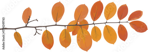 Autumn branch with bright orange leaves isolated on transparent background realistic style