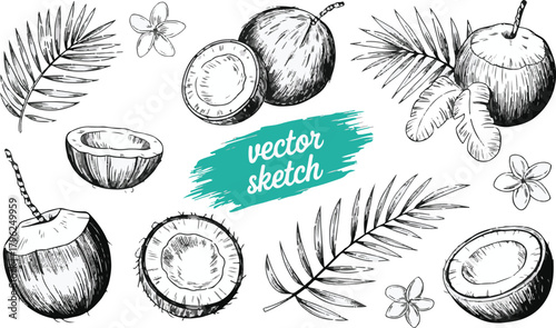 Tropical summer coconuts palm leaves and flowers sketch isolated on transparent background