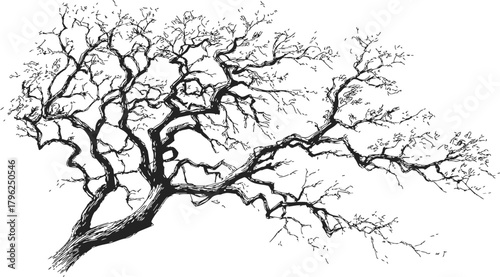 Tree branch sketch, hand drawn style with intricate bare twigs — stock vector