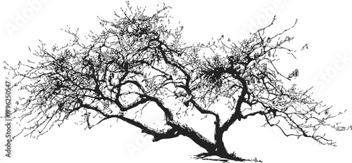 Bare tree sketch hand drawn silhouette with twisted branches — stock vector