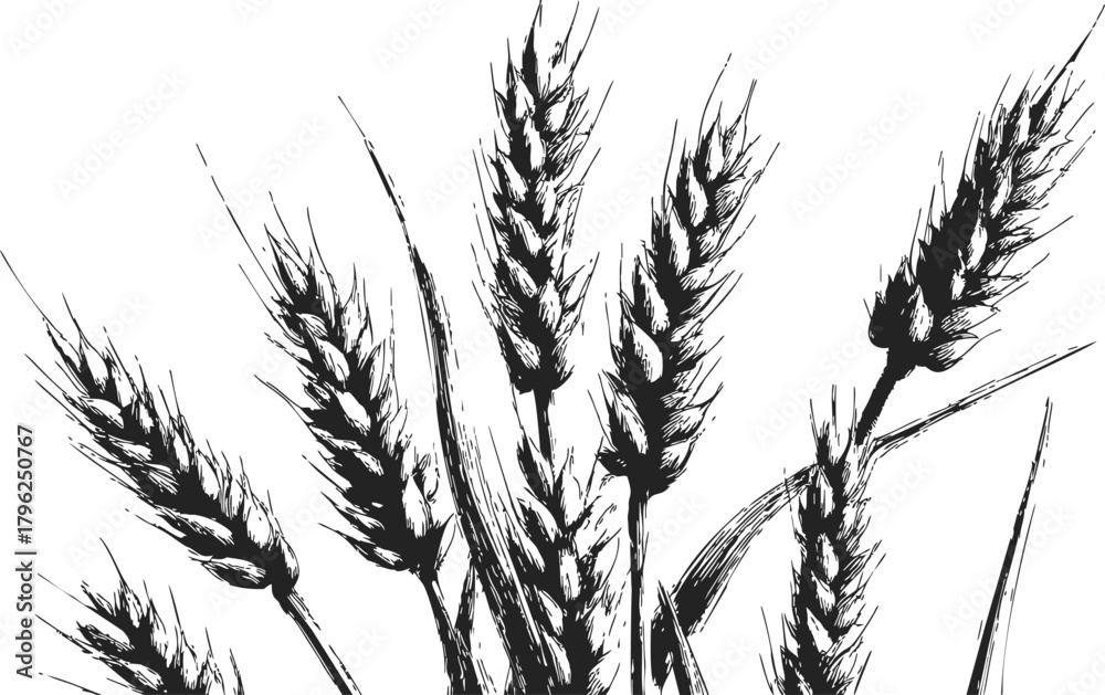 Naklejka premium Wheat ears sketch hand drawn black and white botanical illustration — stock vector