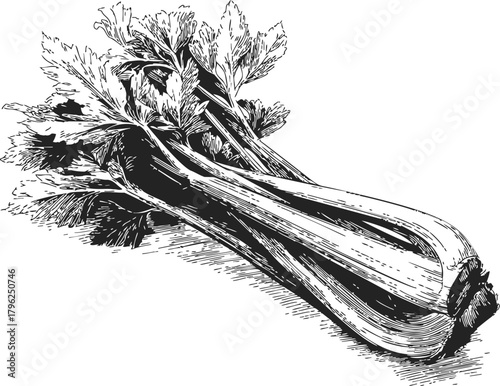 Celery bunch sketch hand drawn detailed botanical vegetable illustration — stock vector