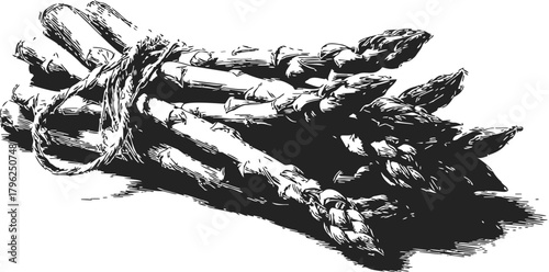 Asparagus bundle sketch, hand drawn style, tied with string, rustic botanical illustration — stock vector