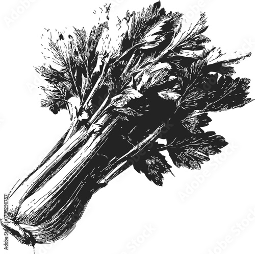 Celery bunch sketch hand drawn detailed vegetable illustration — stock vector