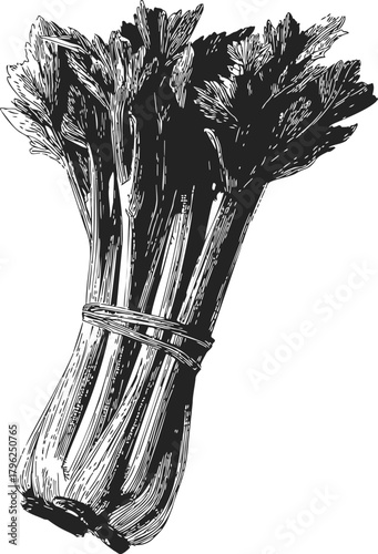 Celery bunch sketch hand drawn style with detailed stalks and leaves — stock vector