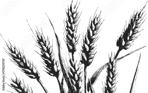 Wheat ears sketch hand drawn black and white botanical illustration — stock vector