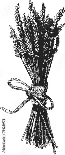 Wheat bundle sketch hand drawn tied with rustic string — stock vector