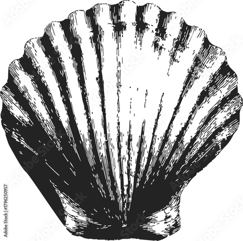 Scallop shell sketch hand drawn black and white detailed illustration — stock vector
